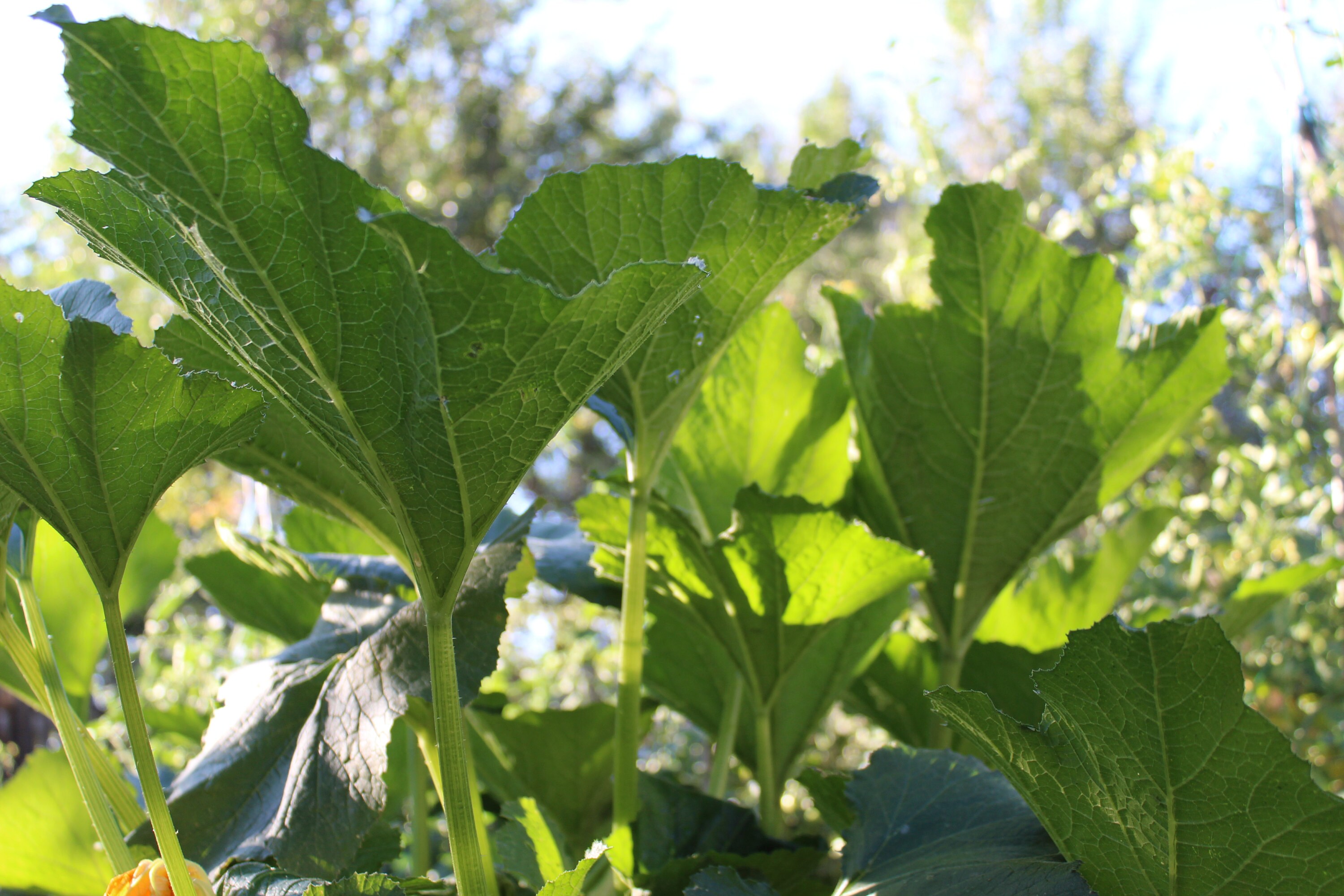 squash plants reach for the sky