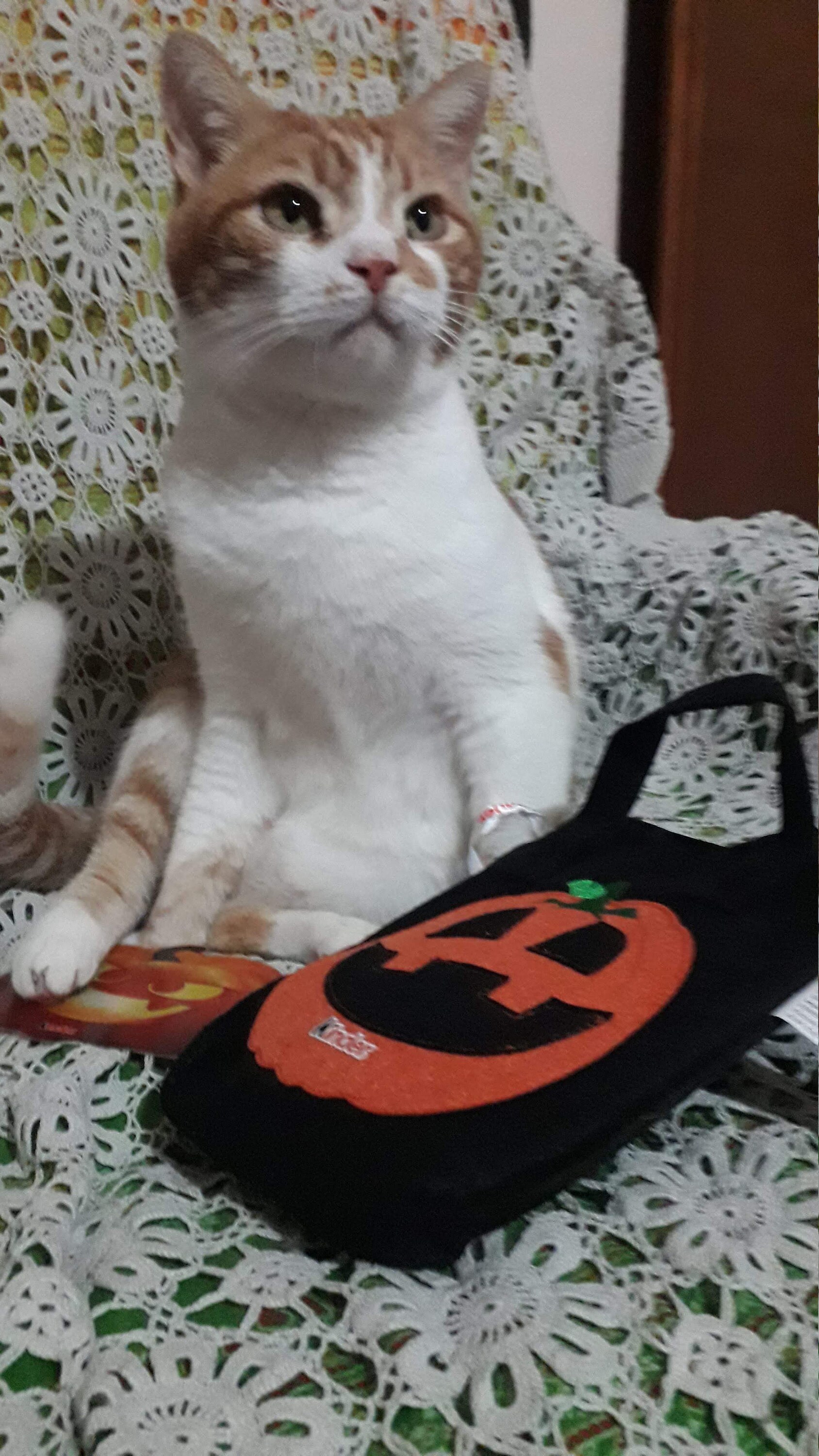 Crafts4Cats