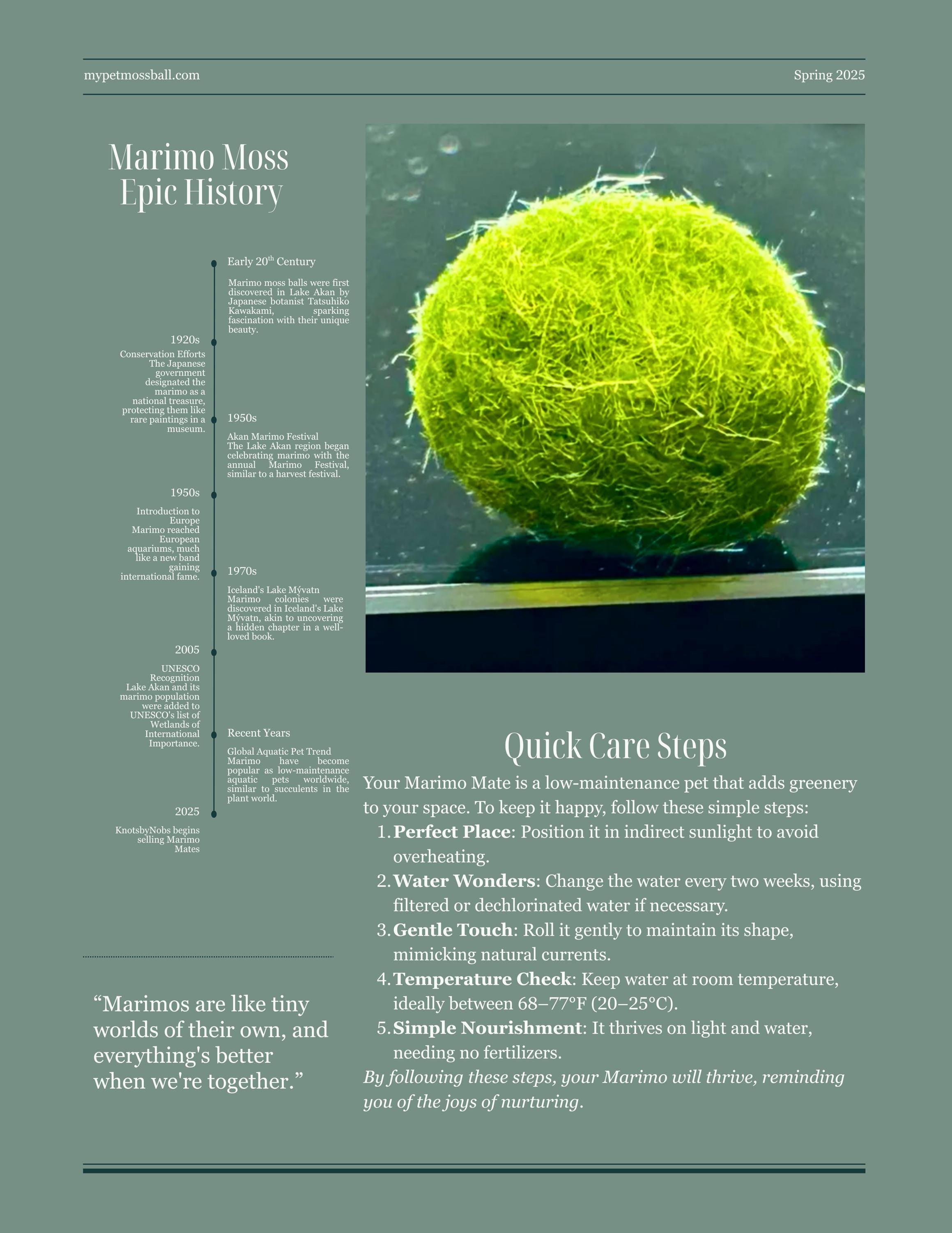 Marimo mates intensive yet easy to follow care guide for japanese algae balls