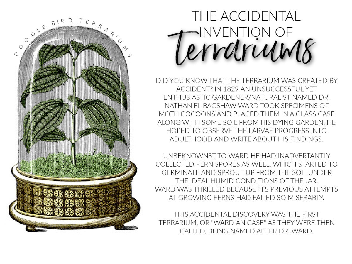 The accidental invention of terrariums
