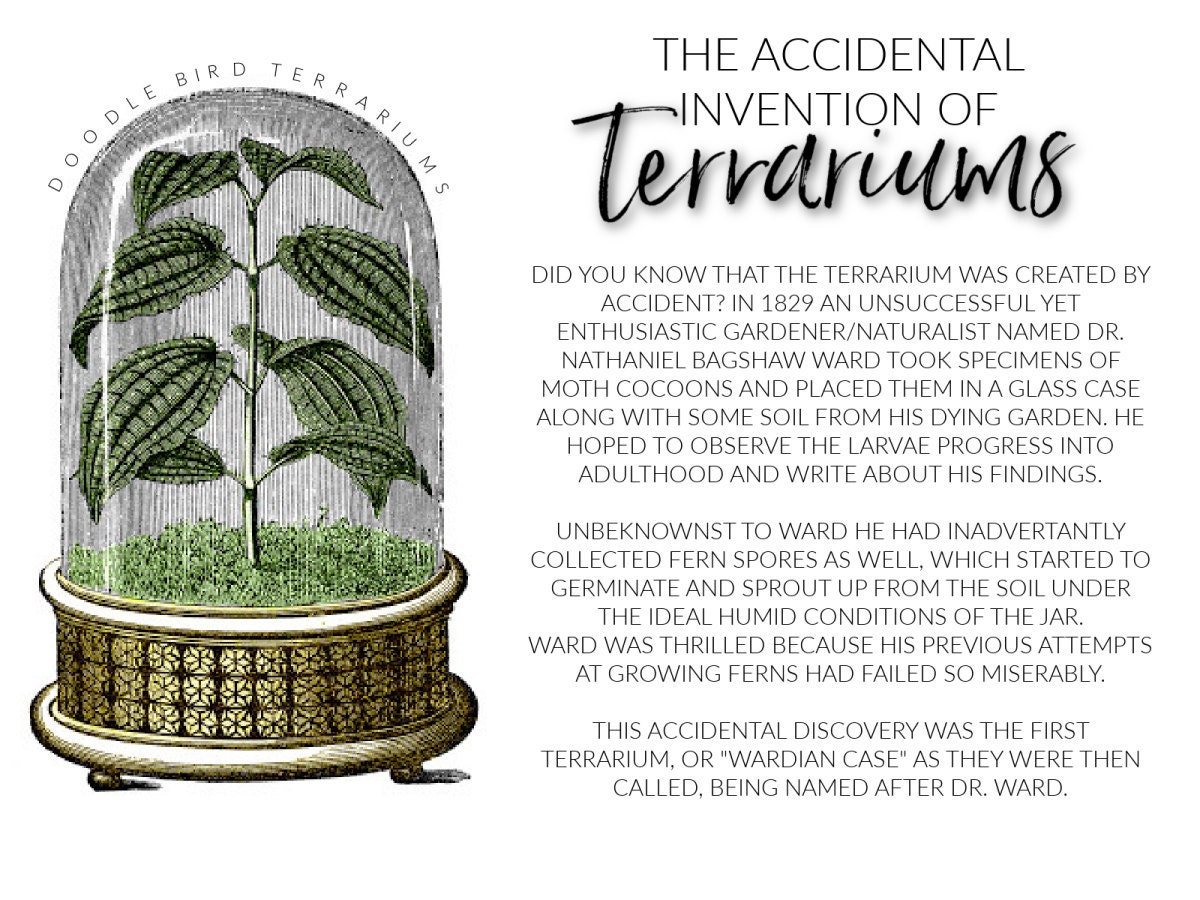 The accidental invention of terrariums