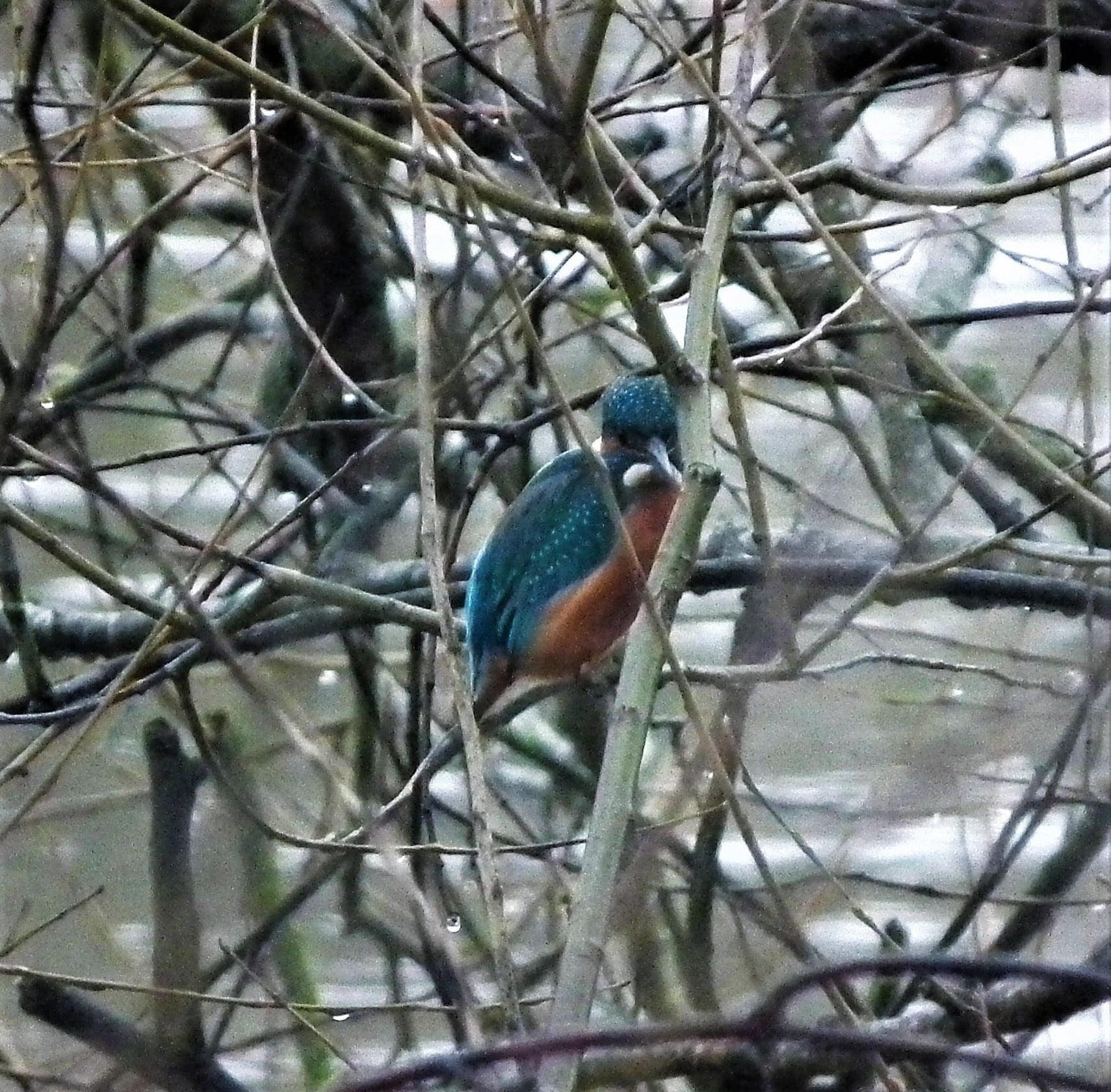 Kingfisher viewed from the wheelhouse.