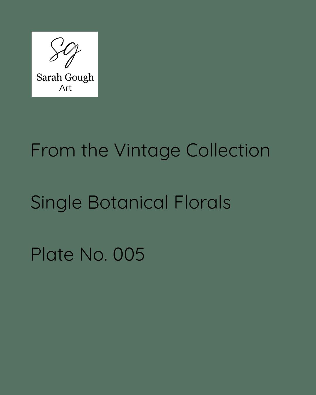 These paintings were inspired by the exquisite botanical plates of the celebrated French artist Pierre-Joseph Redouté, often known as the “Raphael of Flowers.”