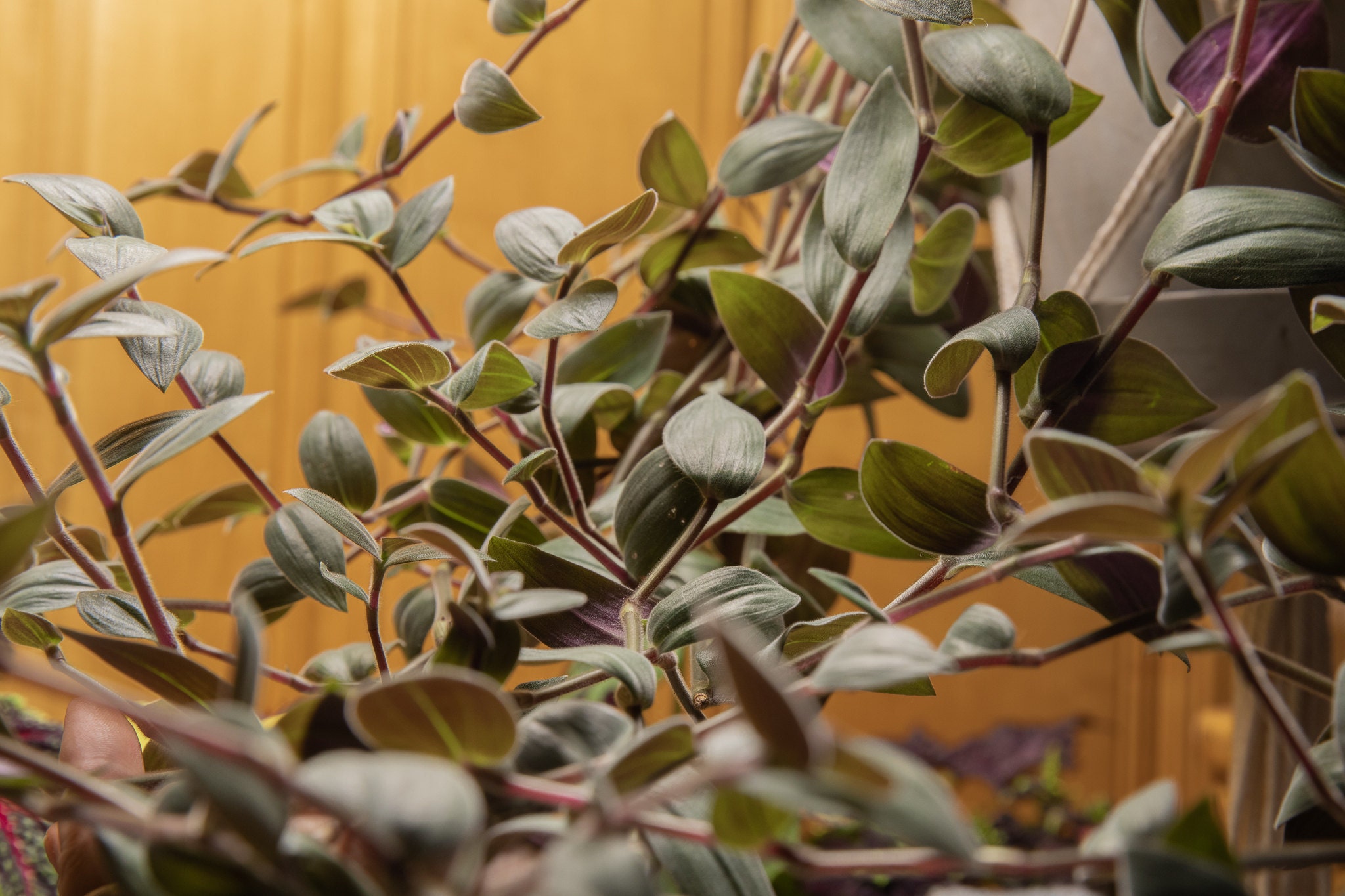 Tradescantia chrysophylla Inch Plant Baby Bunny Bellies