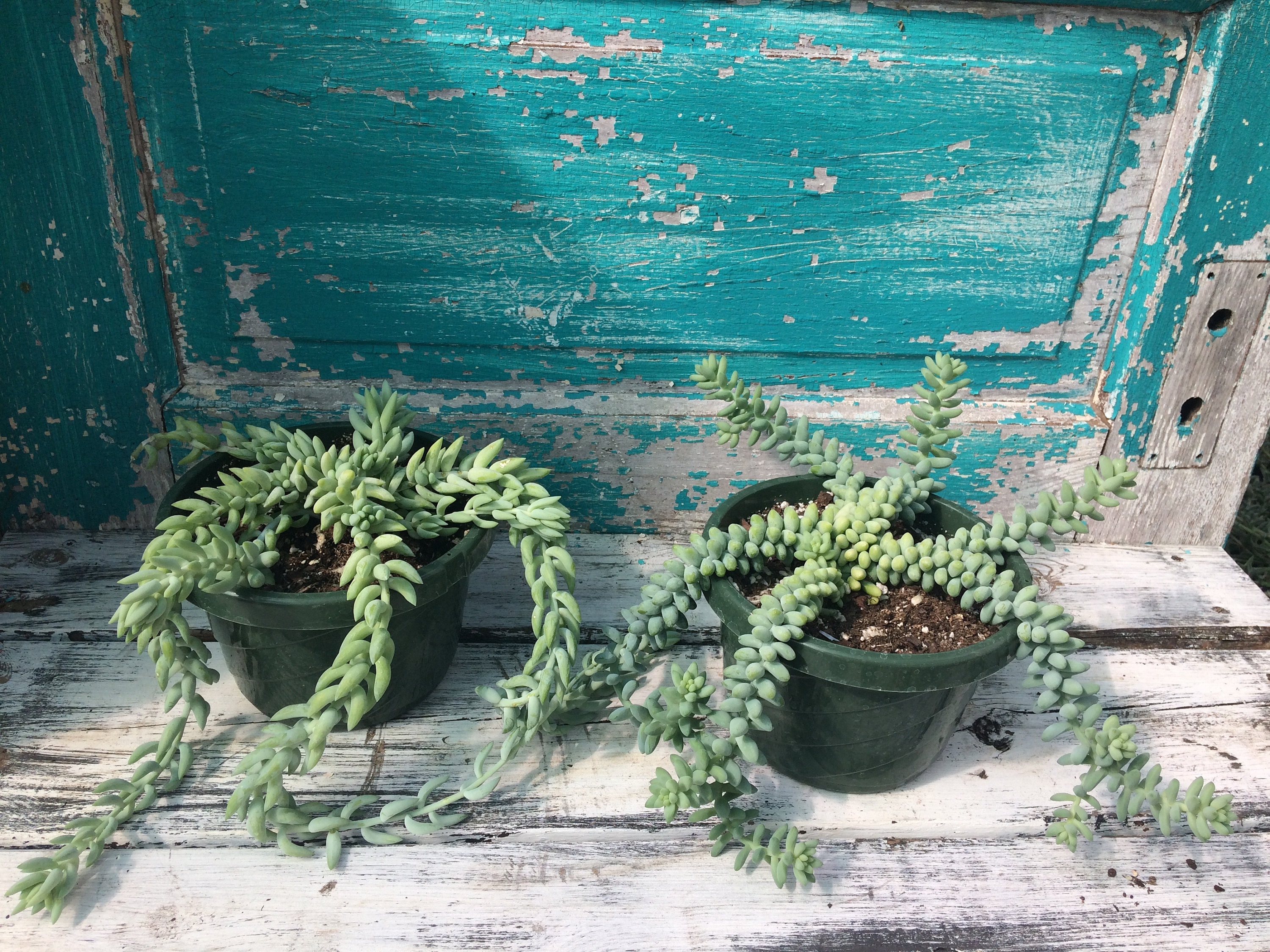 Donkeys tail on the left, Burros Tail on the right