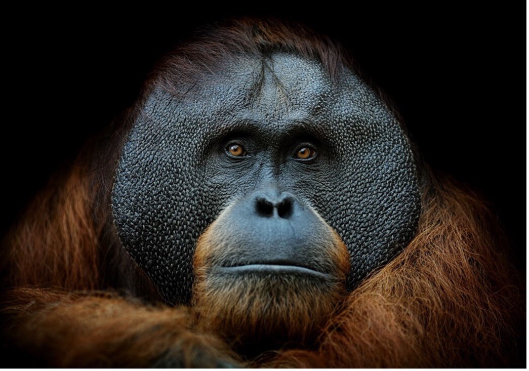 monkey, gorilla, thoughtful monkey, thoughtful chimp