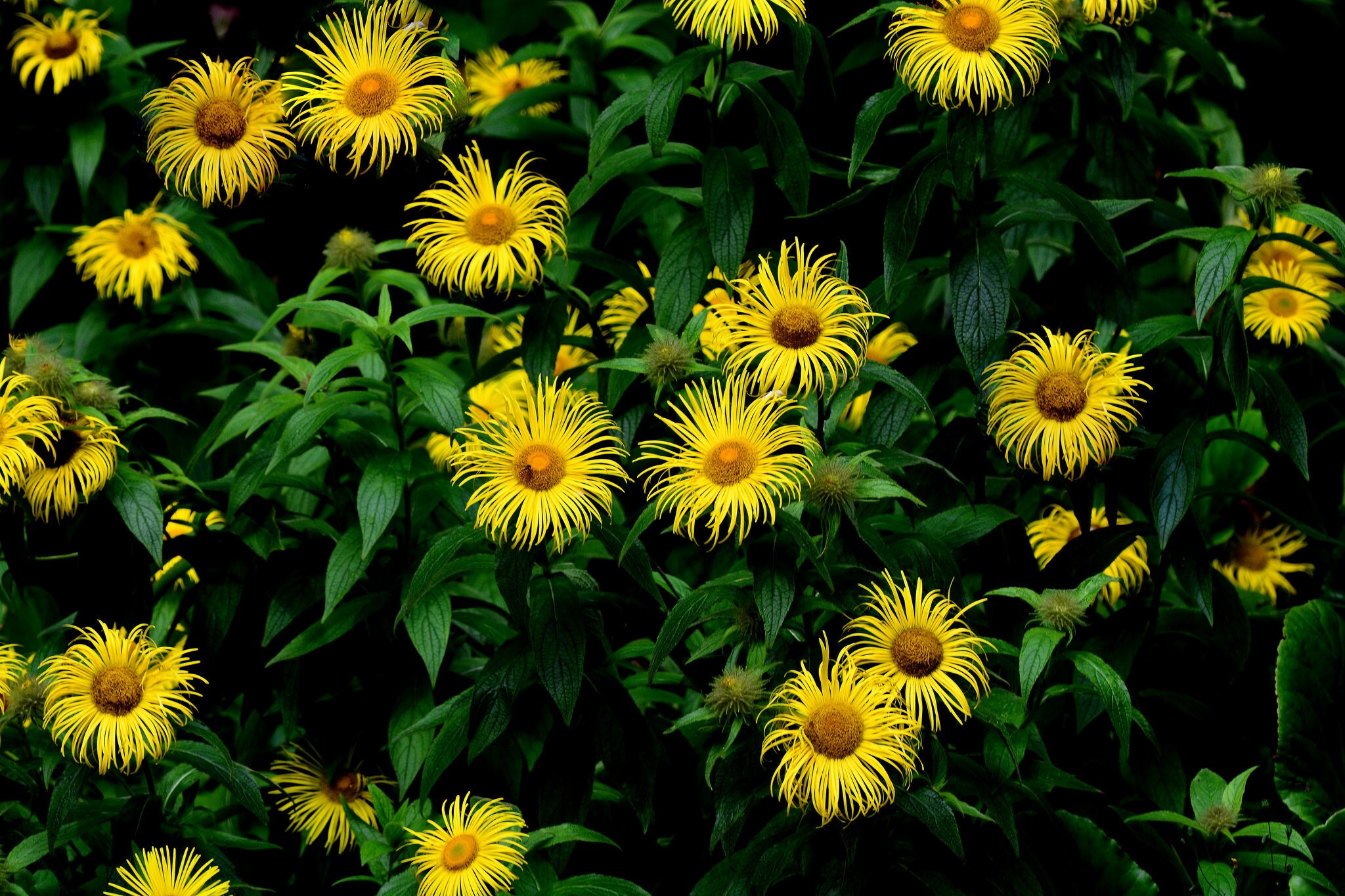 Elecampane root