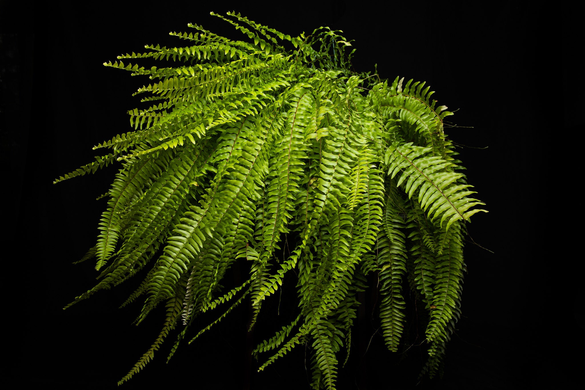 Boston Fern, Nephrolepis exaltata Bostoniensis removes formaldehyde, xylene and toluene from the air