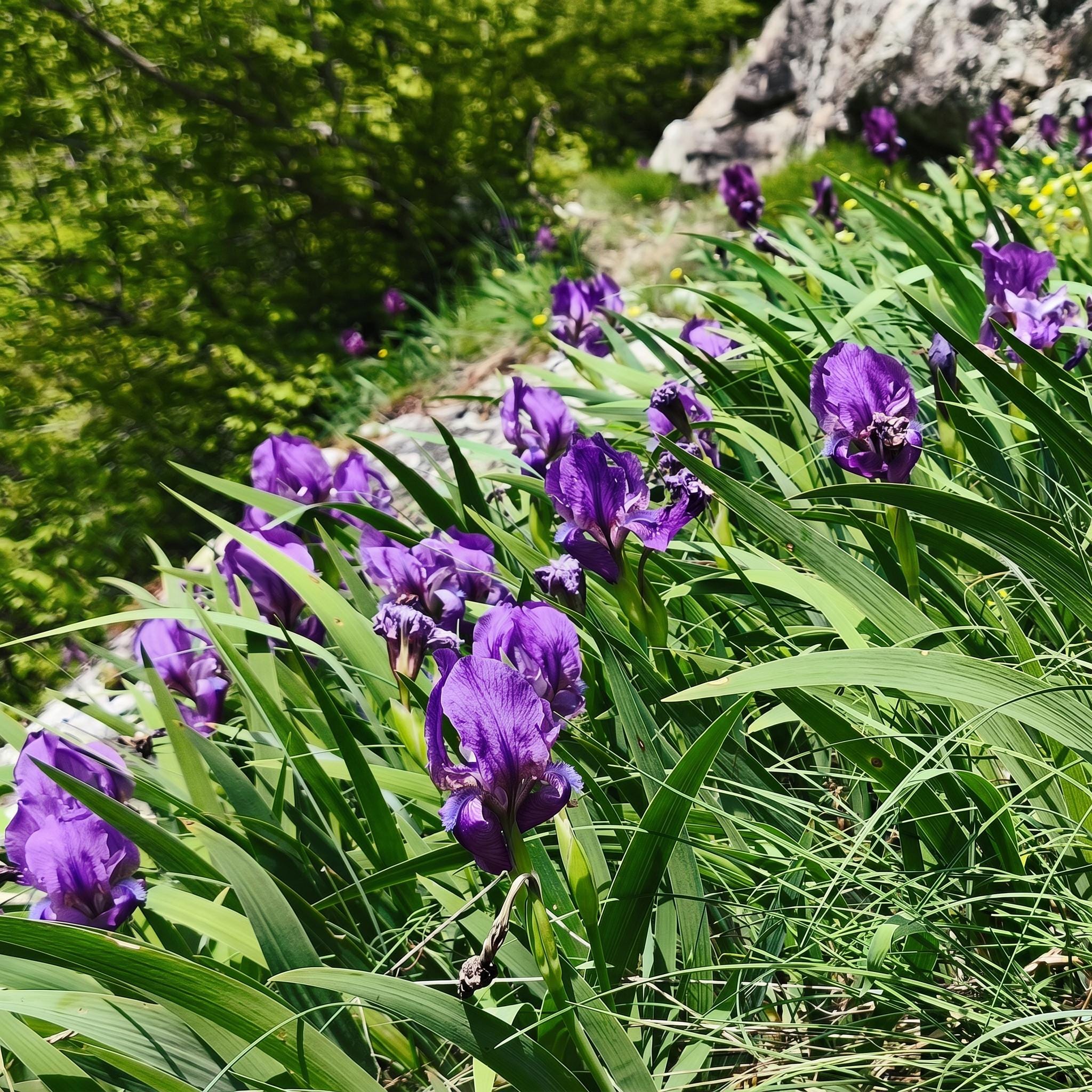 purple irises in rhodope mountain