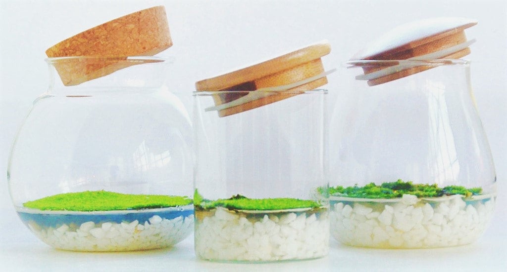 Three Fragrant Moss glasses