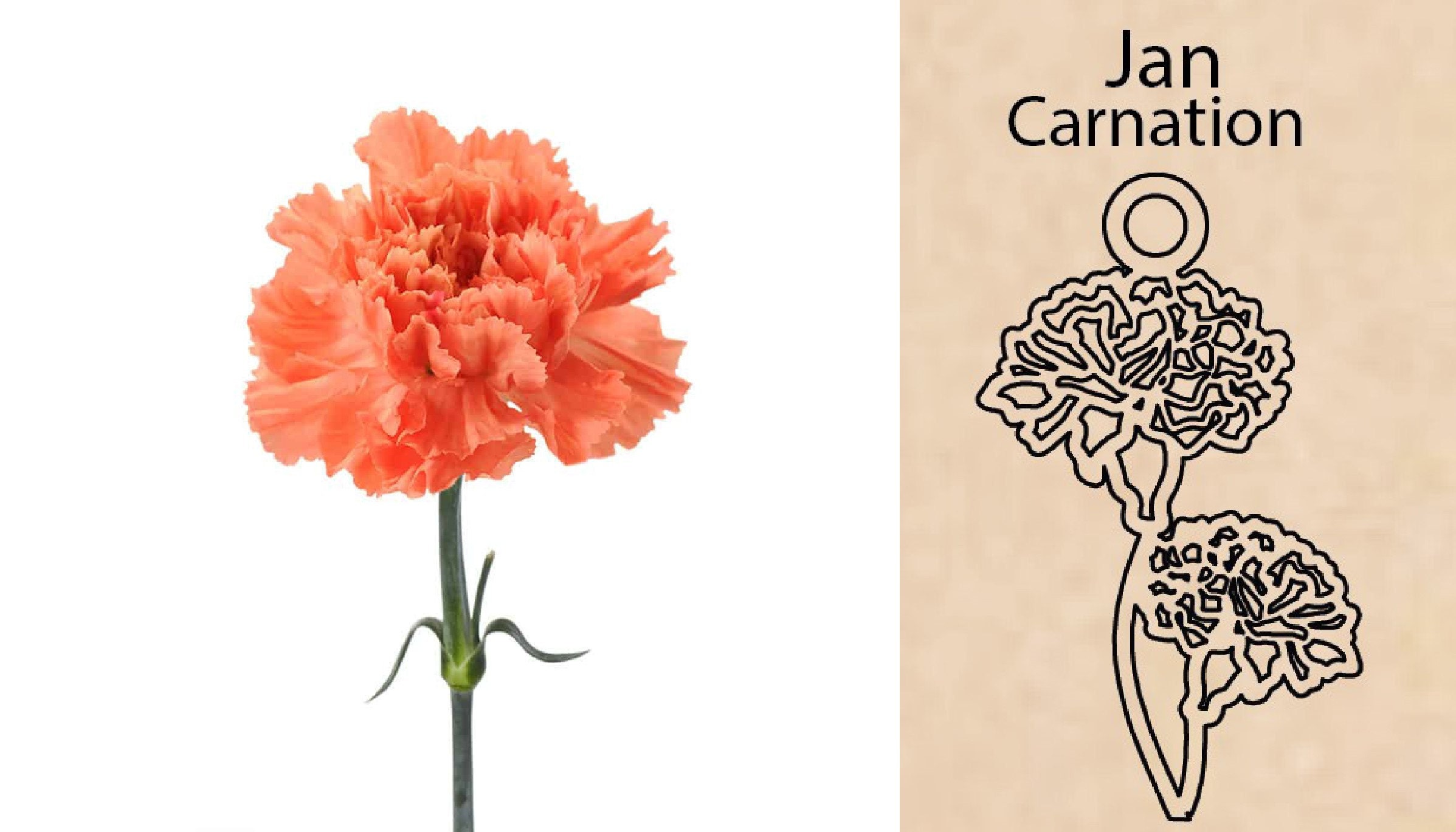 Carnation Flower By Necklace Dream World