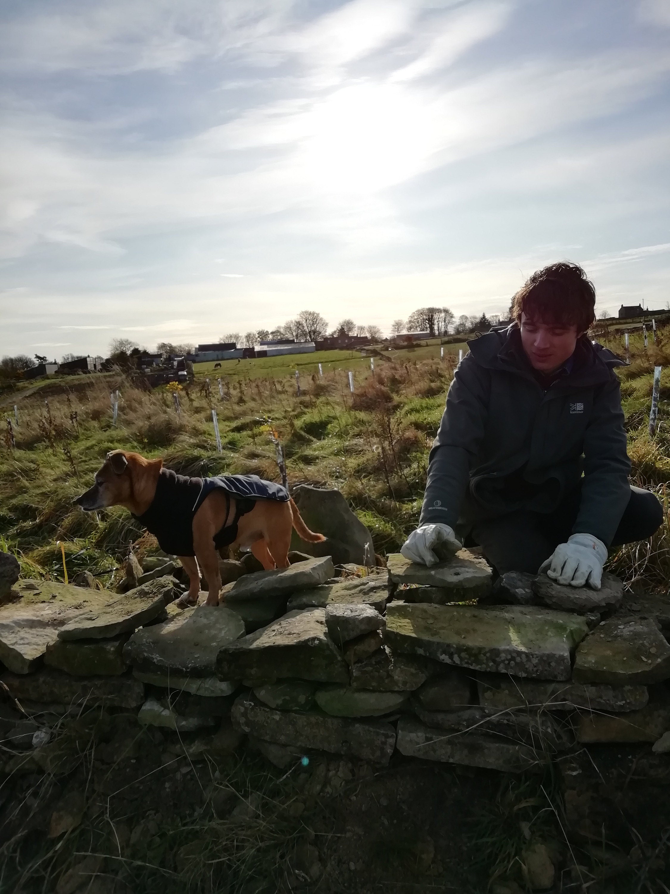 My son repairing a dry stone wall. Always cold in Cold Kirby!