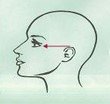 Face Shape1