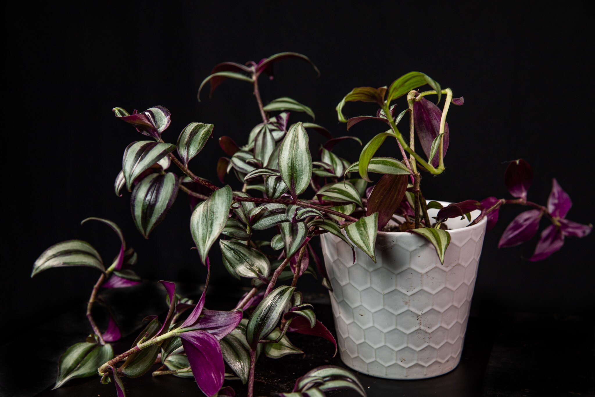 One of the vibrant, renewed clones from the attempted murder of my T. Zebrina plant