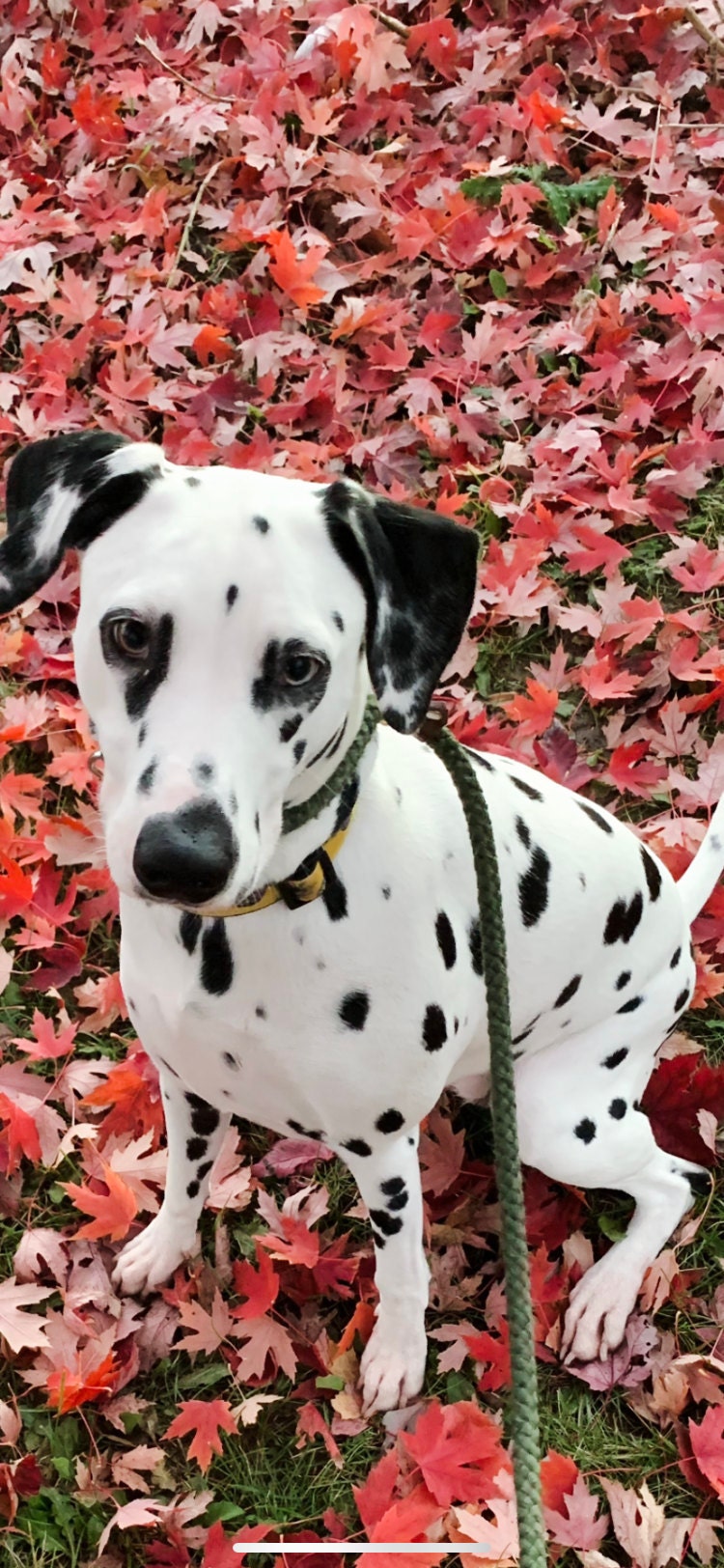 Dalmatian sitting in red fall leaves