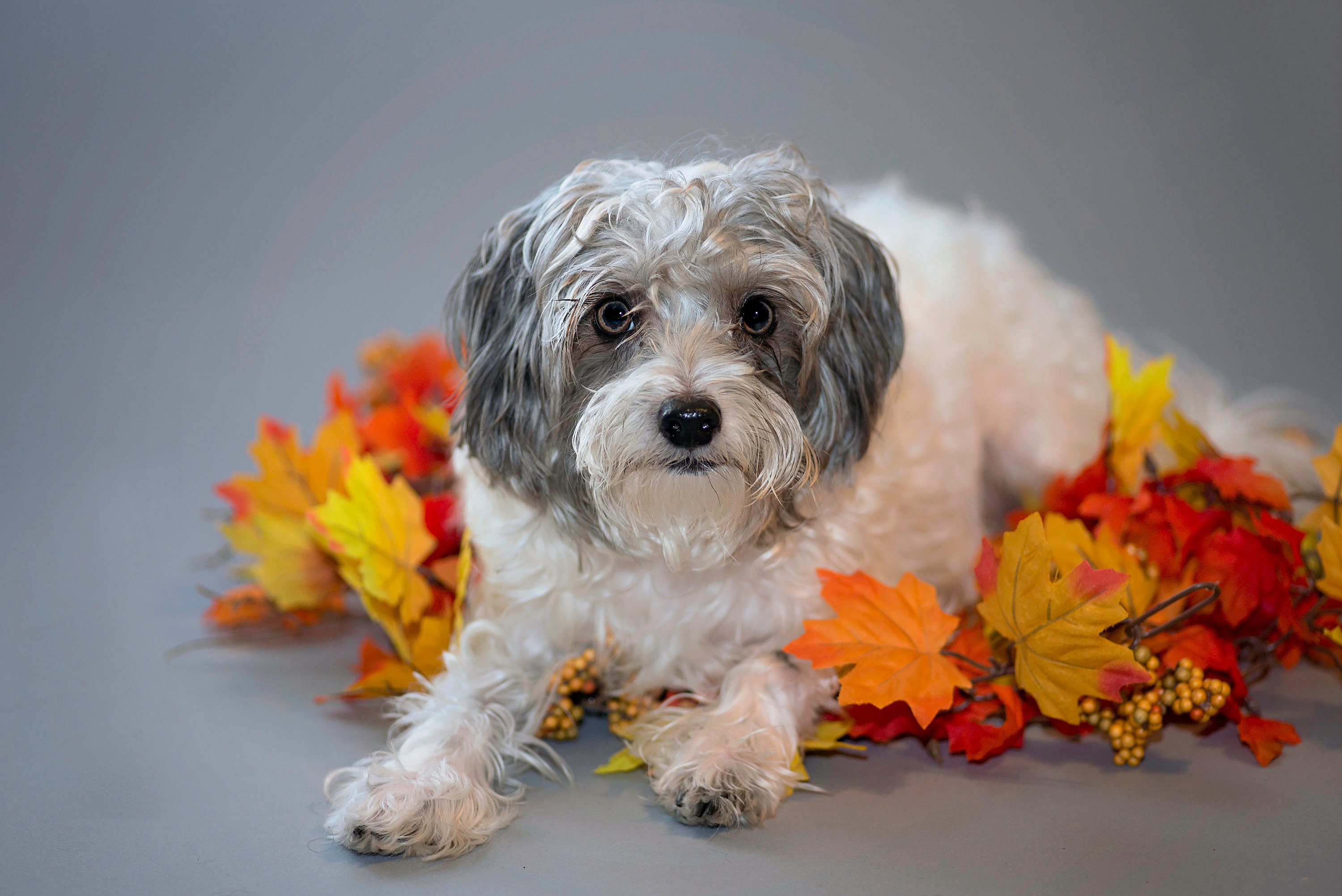 Happy Fall