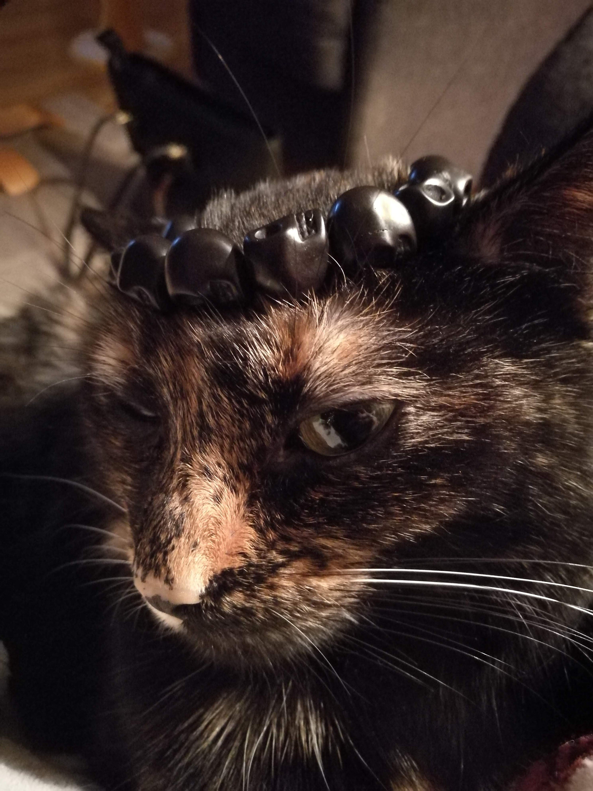 Crafts4Cats