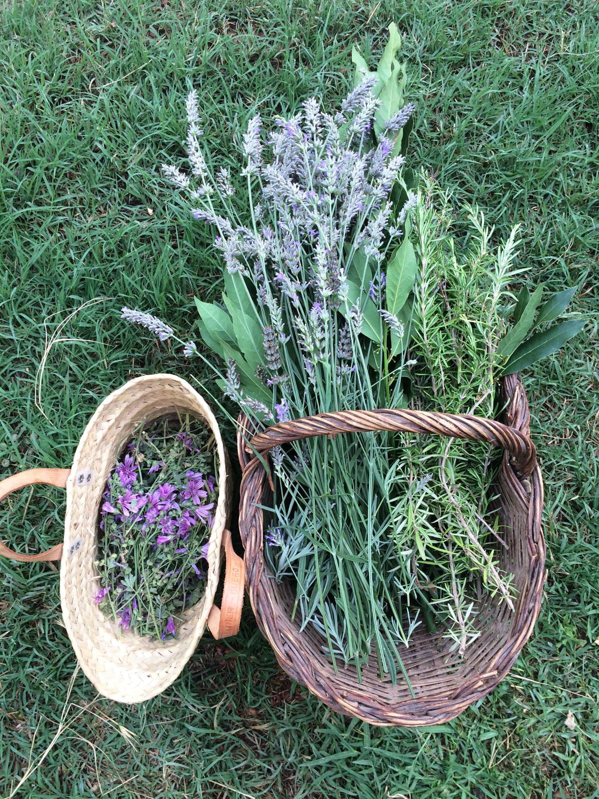 Lavanda, romero y malva