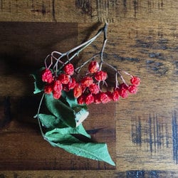 dried rowan berries and leaves