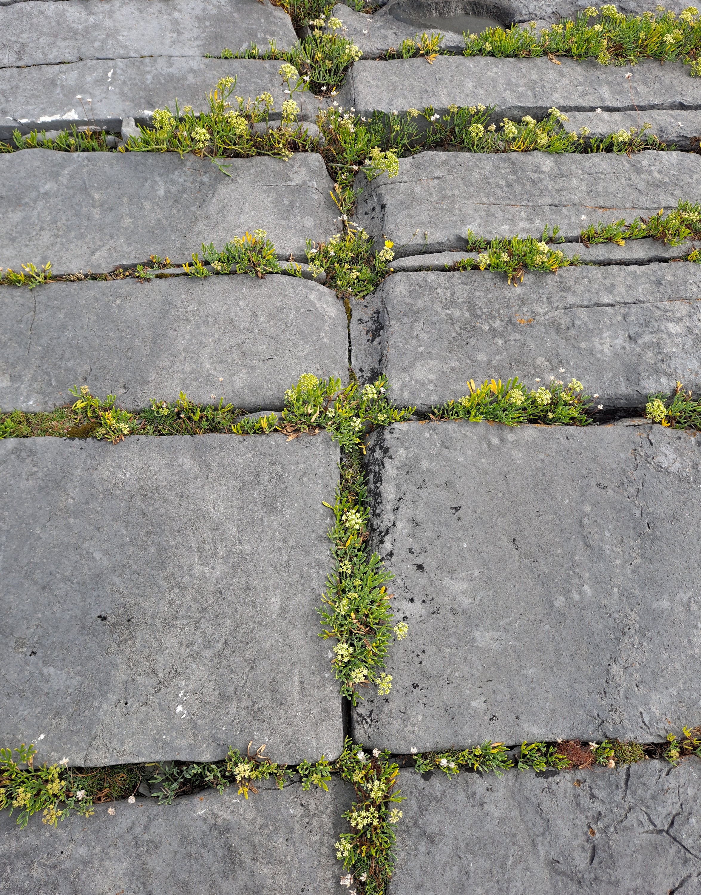 A natural flat rock formation forms a grid pattern.