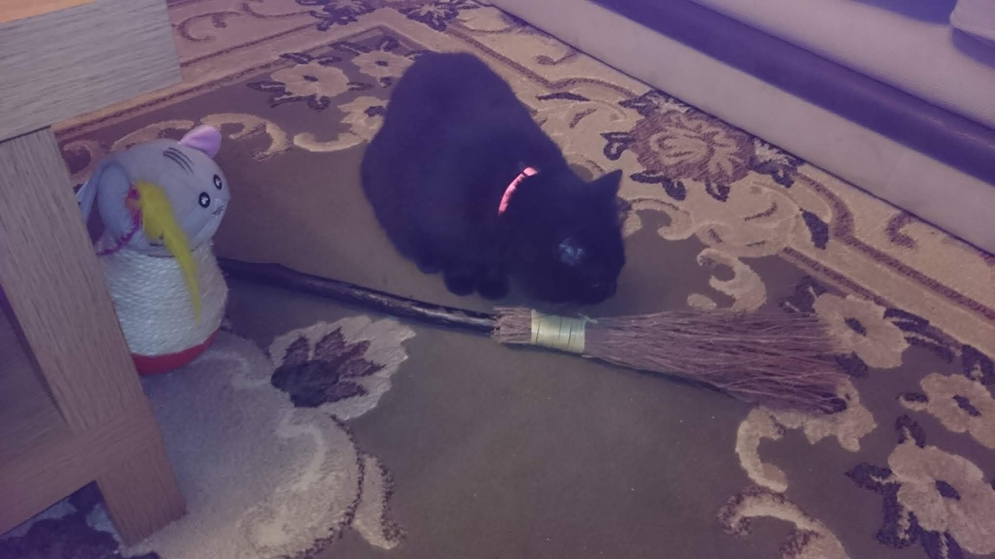 Crafts4Cats