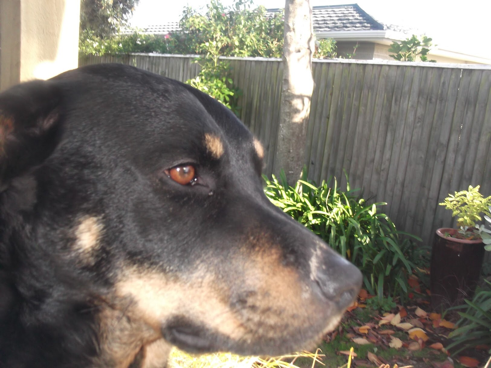 roxy at home