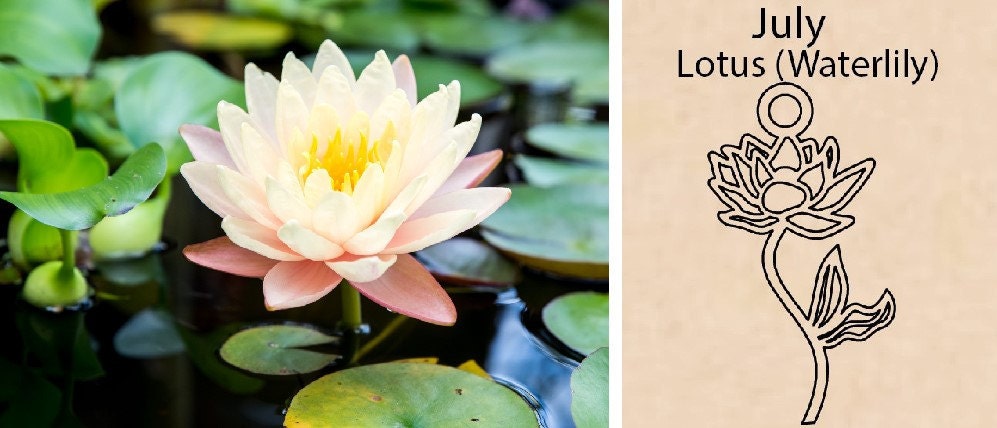 Lotus (Waterlily) Flower By Necklace Dream World