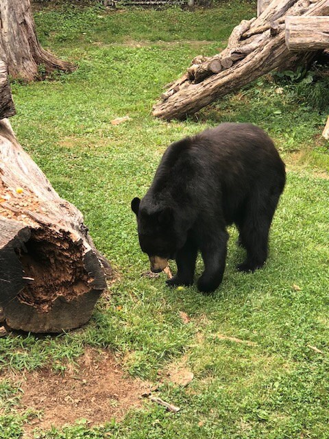 Lunchtime with the Bears at the Wildlife Center