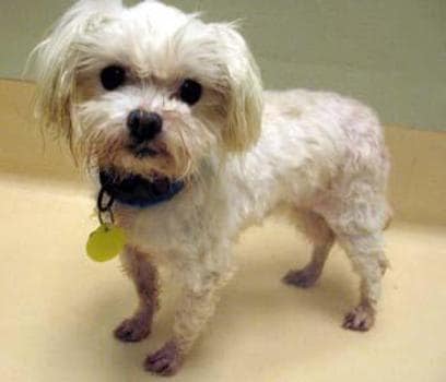 Whirly, Rescue Maltese Dog, Adoption Photo from Animal Shelter
