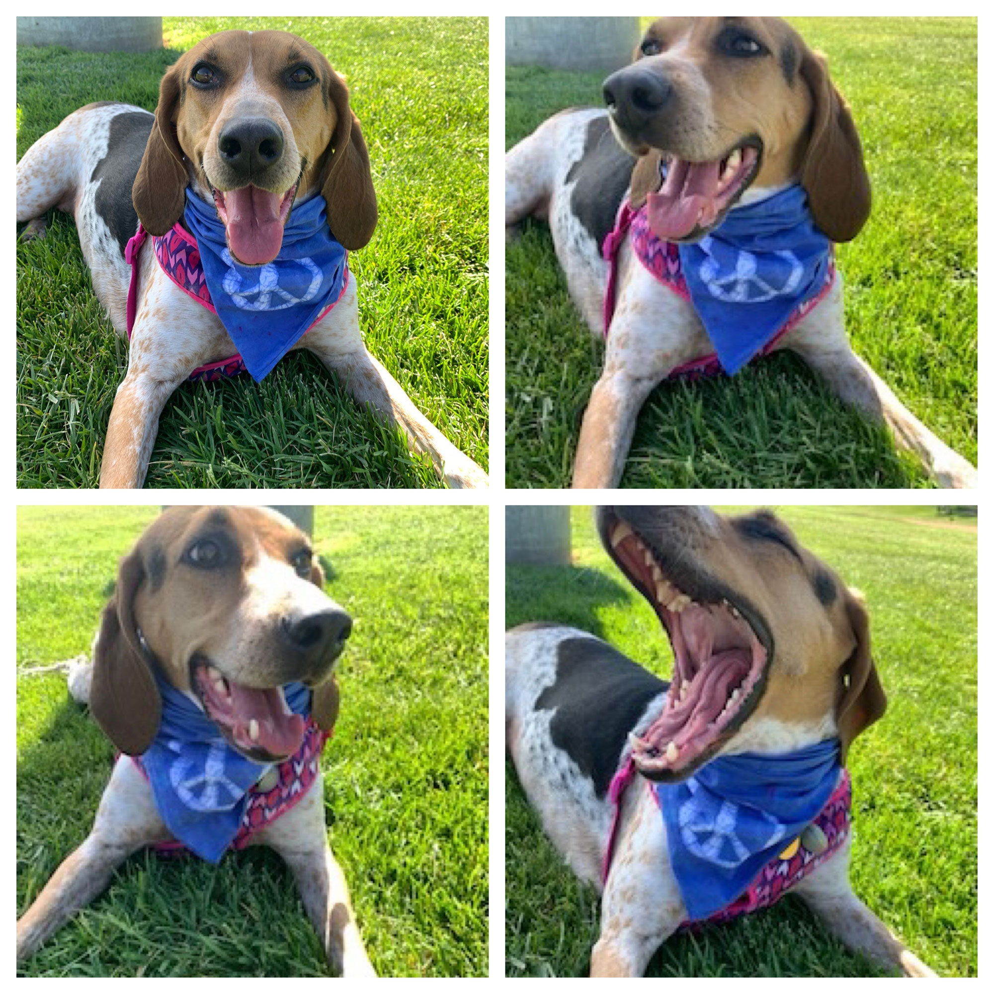 Peace, Baby! dog bandanas
