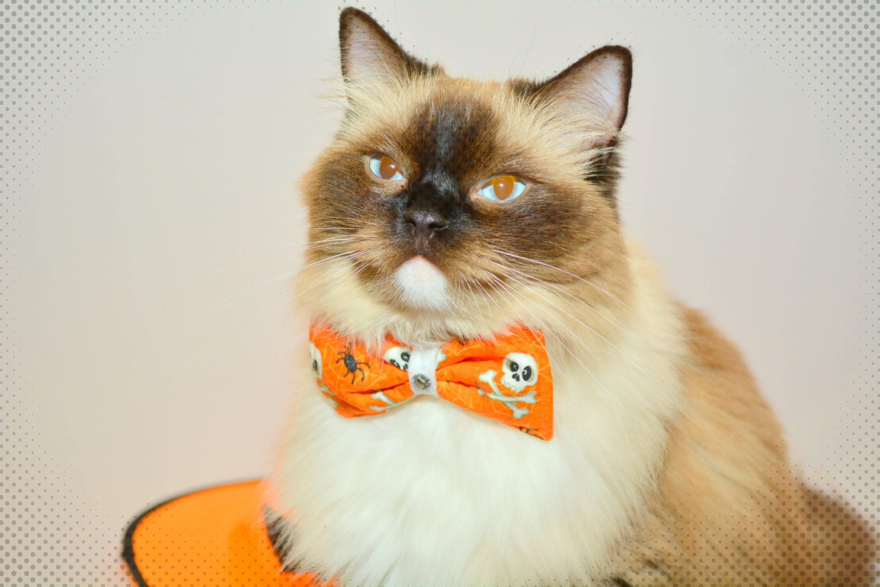 Halloween bow tie for cat