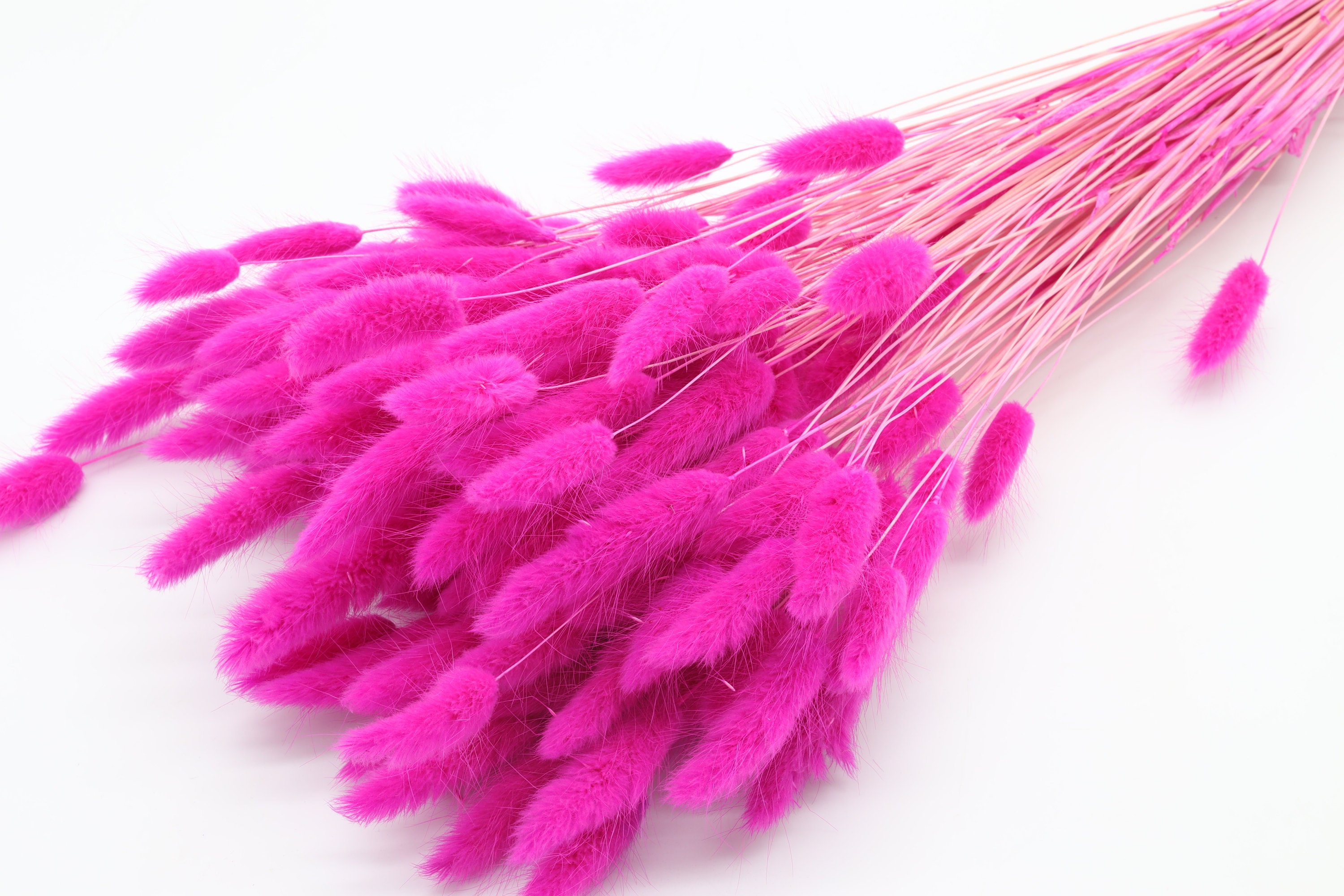 Macro photograph featuring delicate pink Lagurus (Hares Tail) dried flowers, highlighting their soft pastel tones and unique texture, perfect for enhancing floral arrangements and adding a touch of whimsy to your decor.