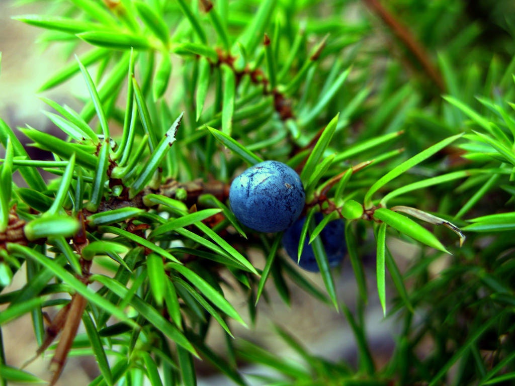 Juniper Berries