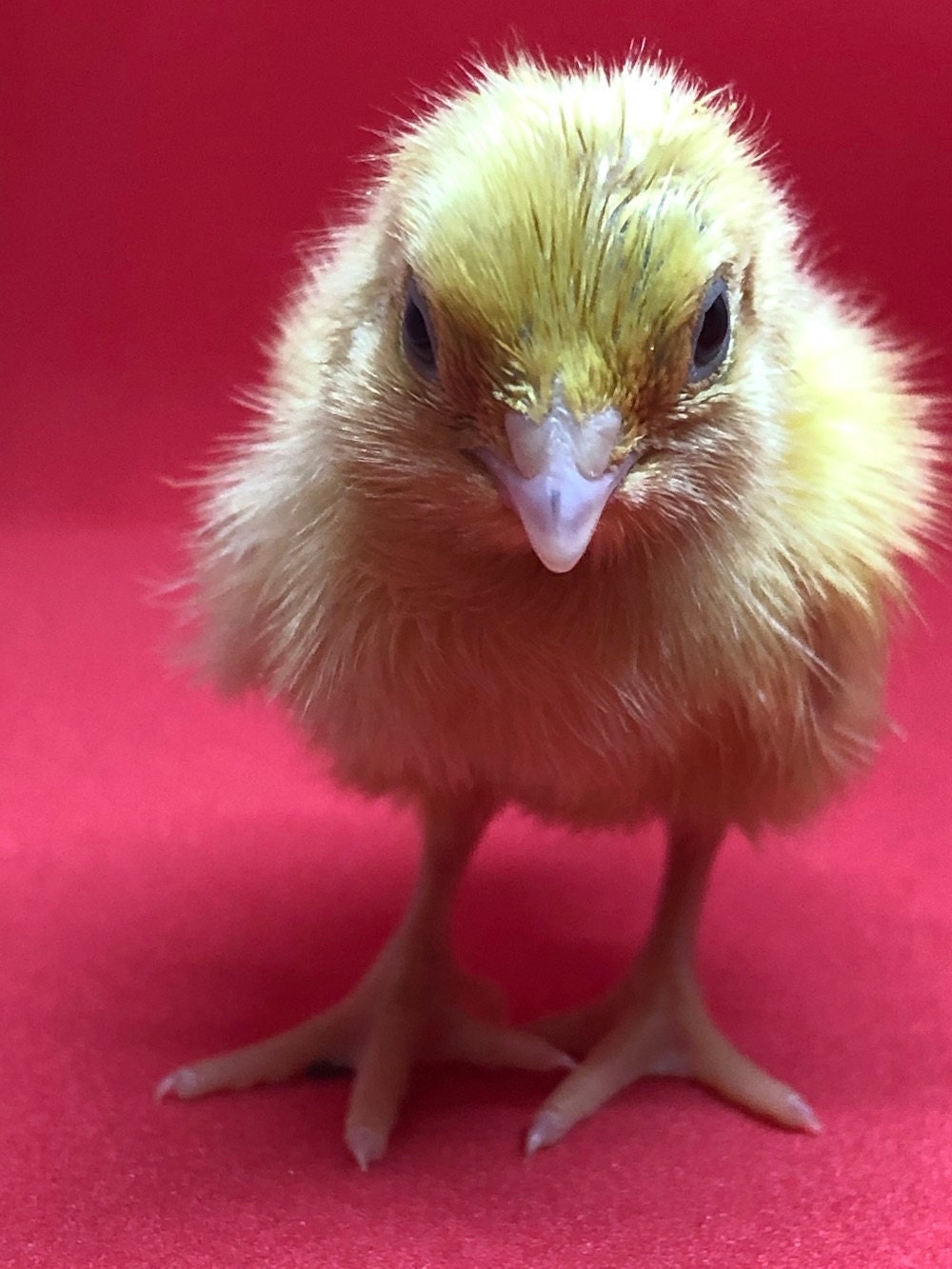 Baby Quail White