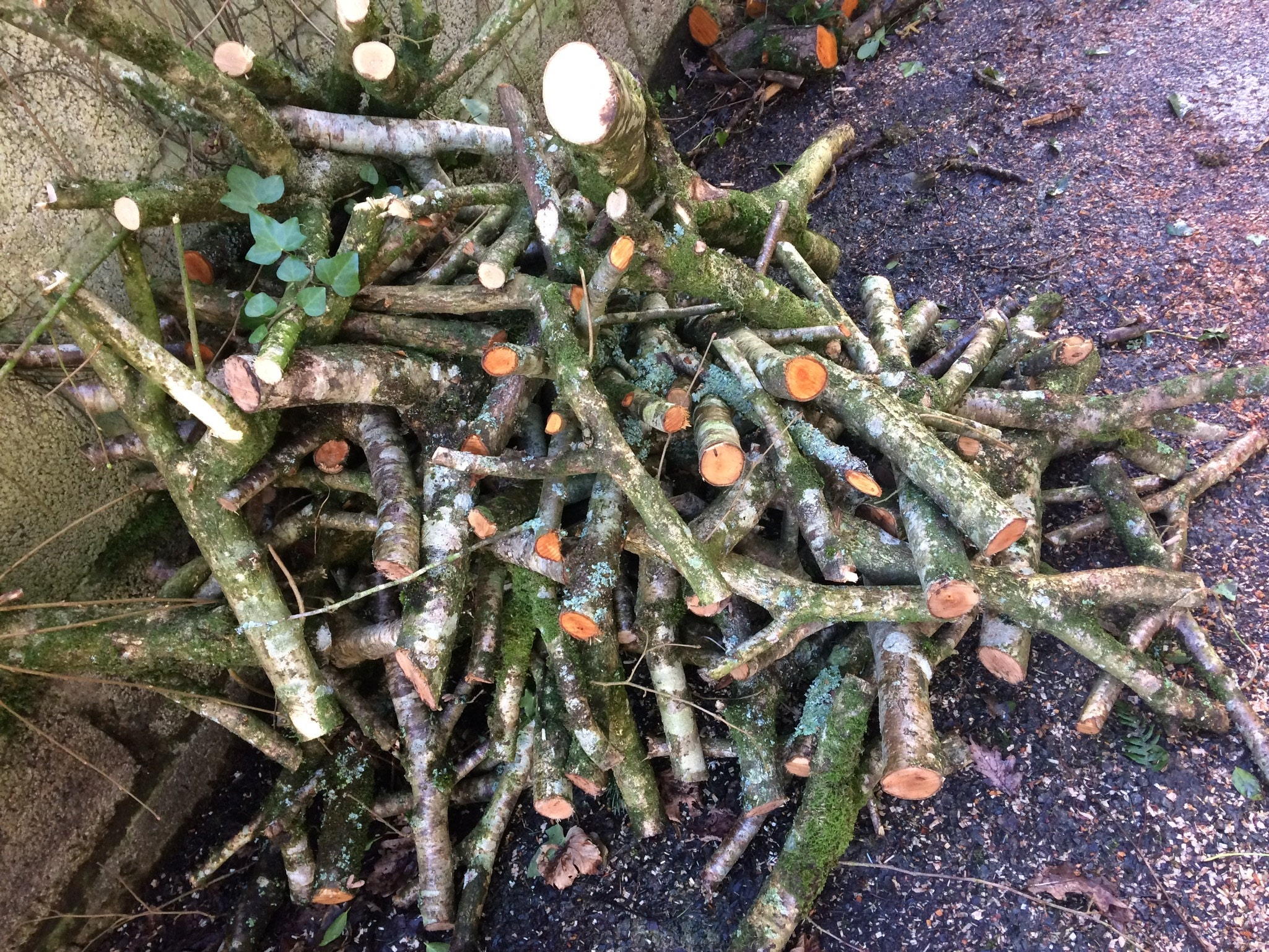 gorlech - unprocessed wooden branches