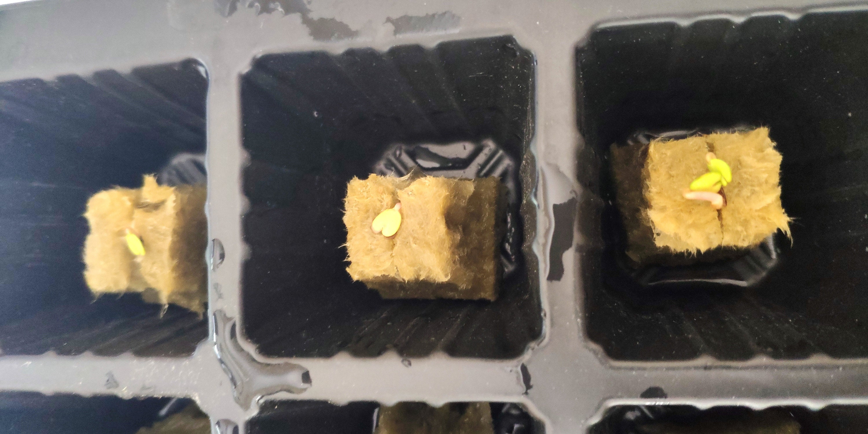 7.23, 2 seeds per rockwool cube