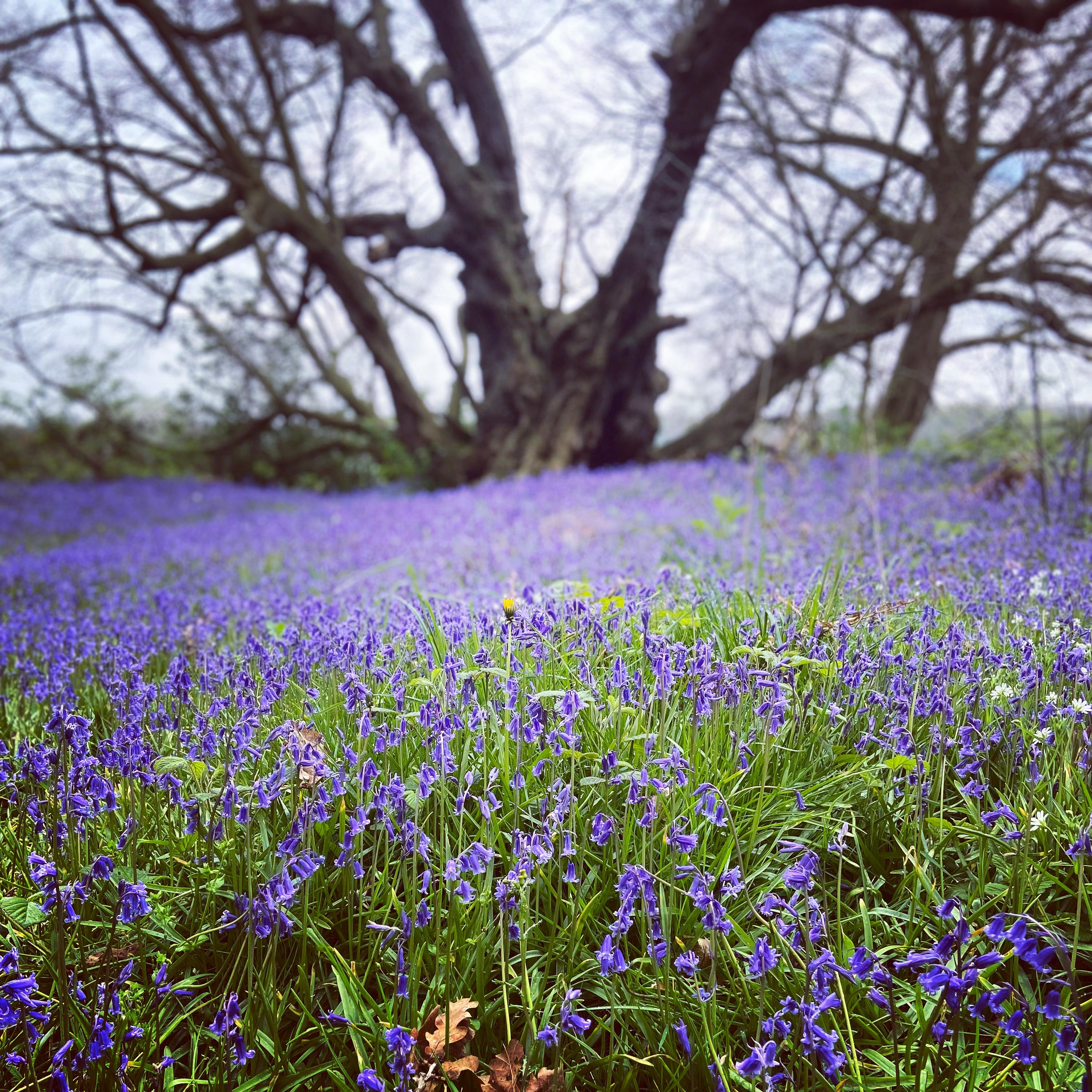 A large number of bluebell flowers infront on a large tree