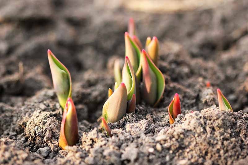 Tulip bulbs just beginning to peek out for Spring.