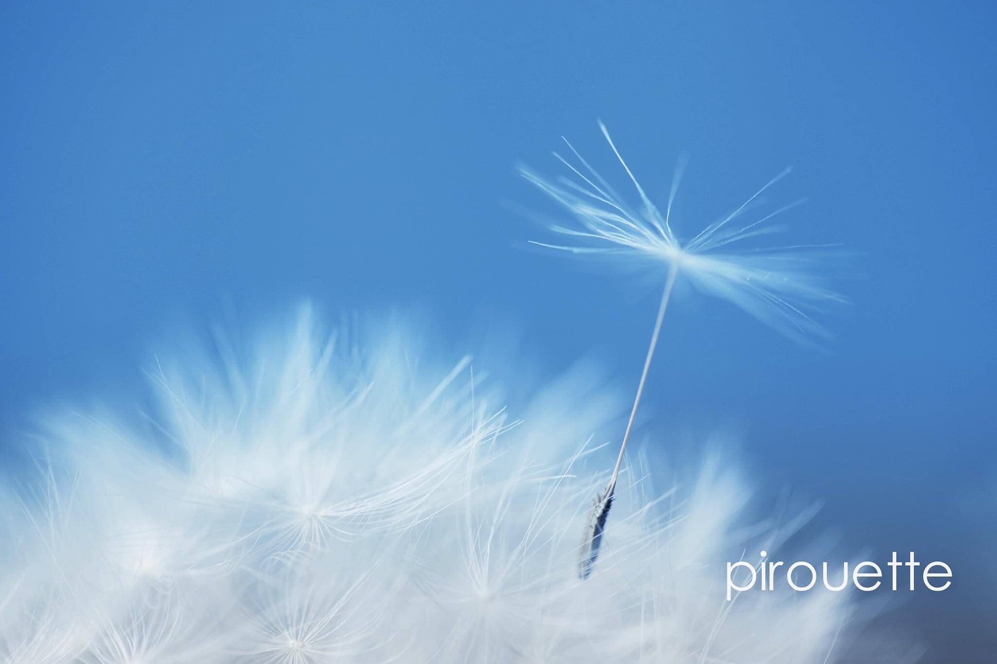 Blue and white dandelion fine art prints and wall art uk