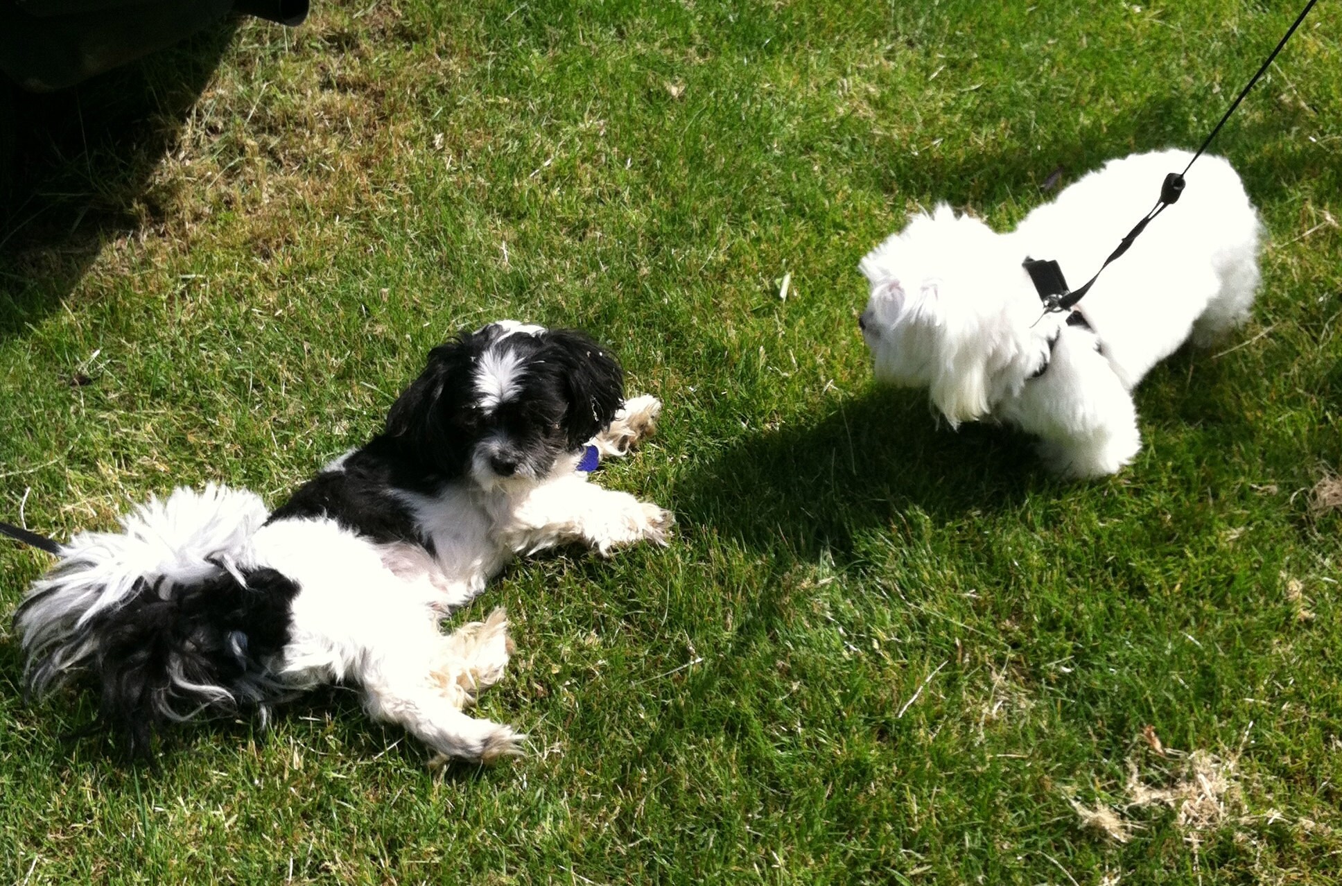 being social with his buddy, Kabuki