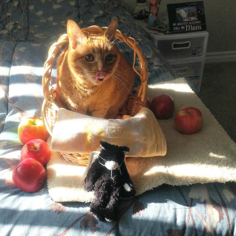 Crafts4Cats