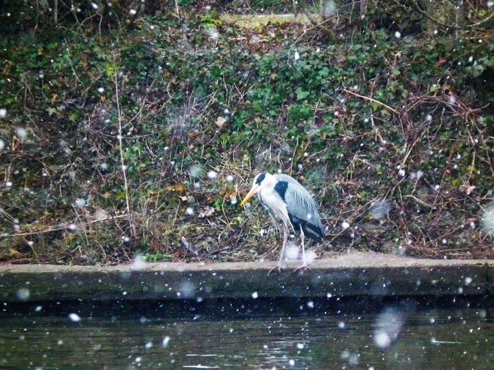 Heron fishing in the snow.