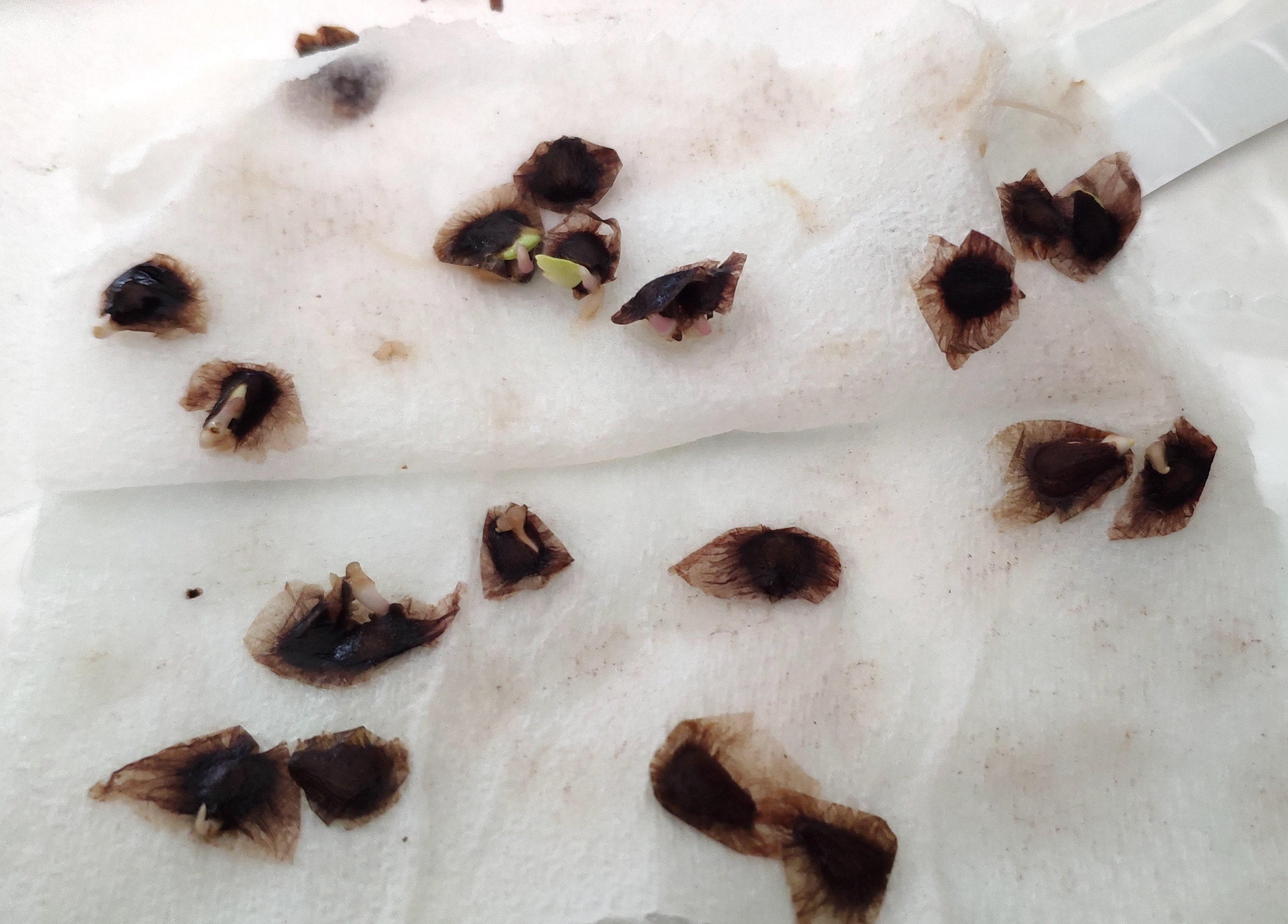 7.23, opened up and taken some seeds out to rockwool