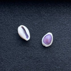 Purple topped cowrie seashells