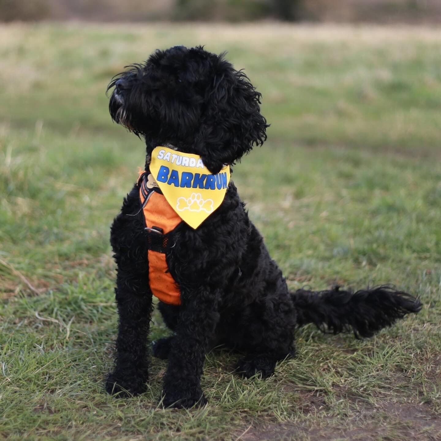 A dog sitting on a grassy field. The dog is wearing a yellow bandana with the words Saturday is for Barkrun on.