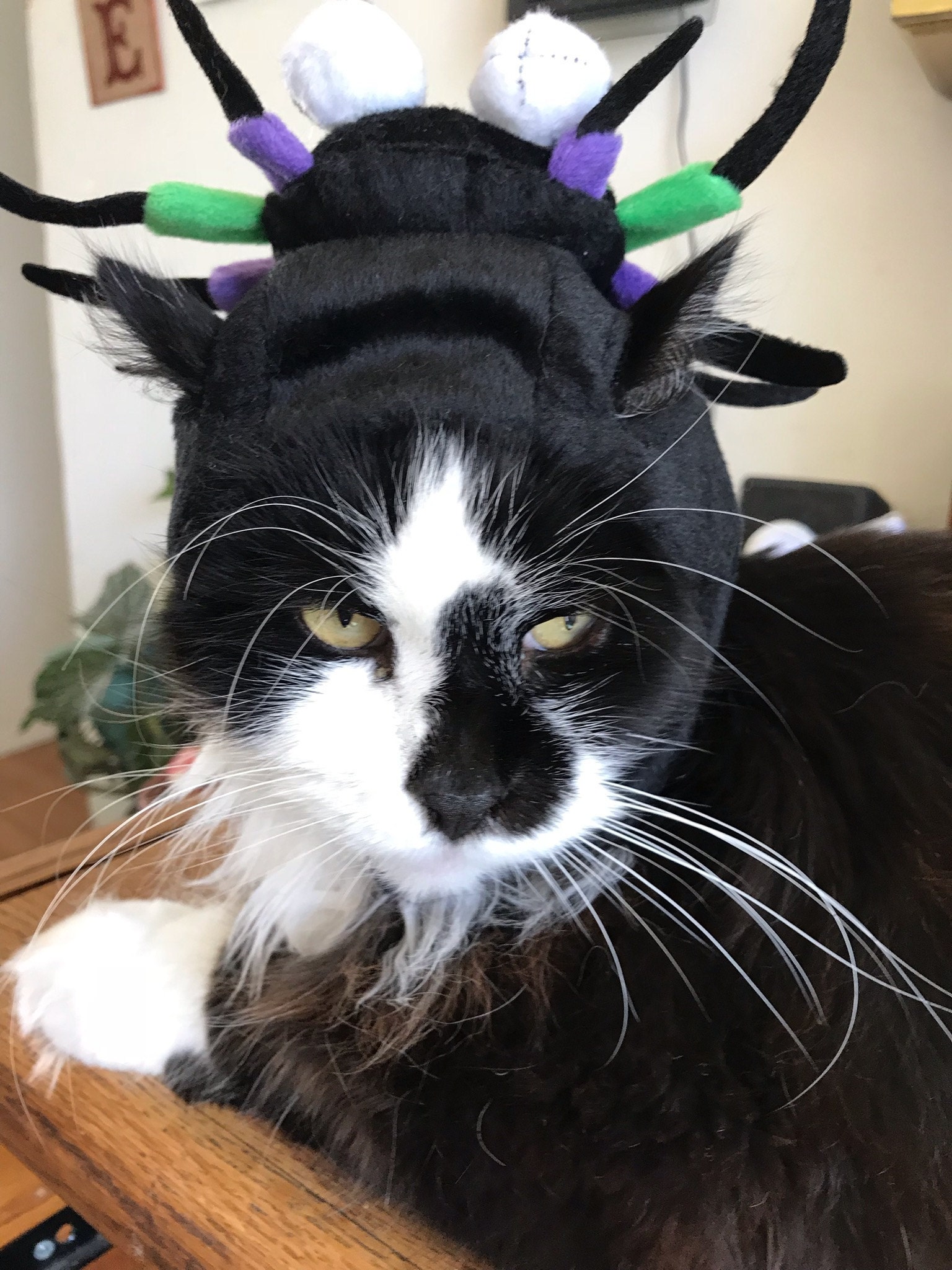 Crafts4Cats