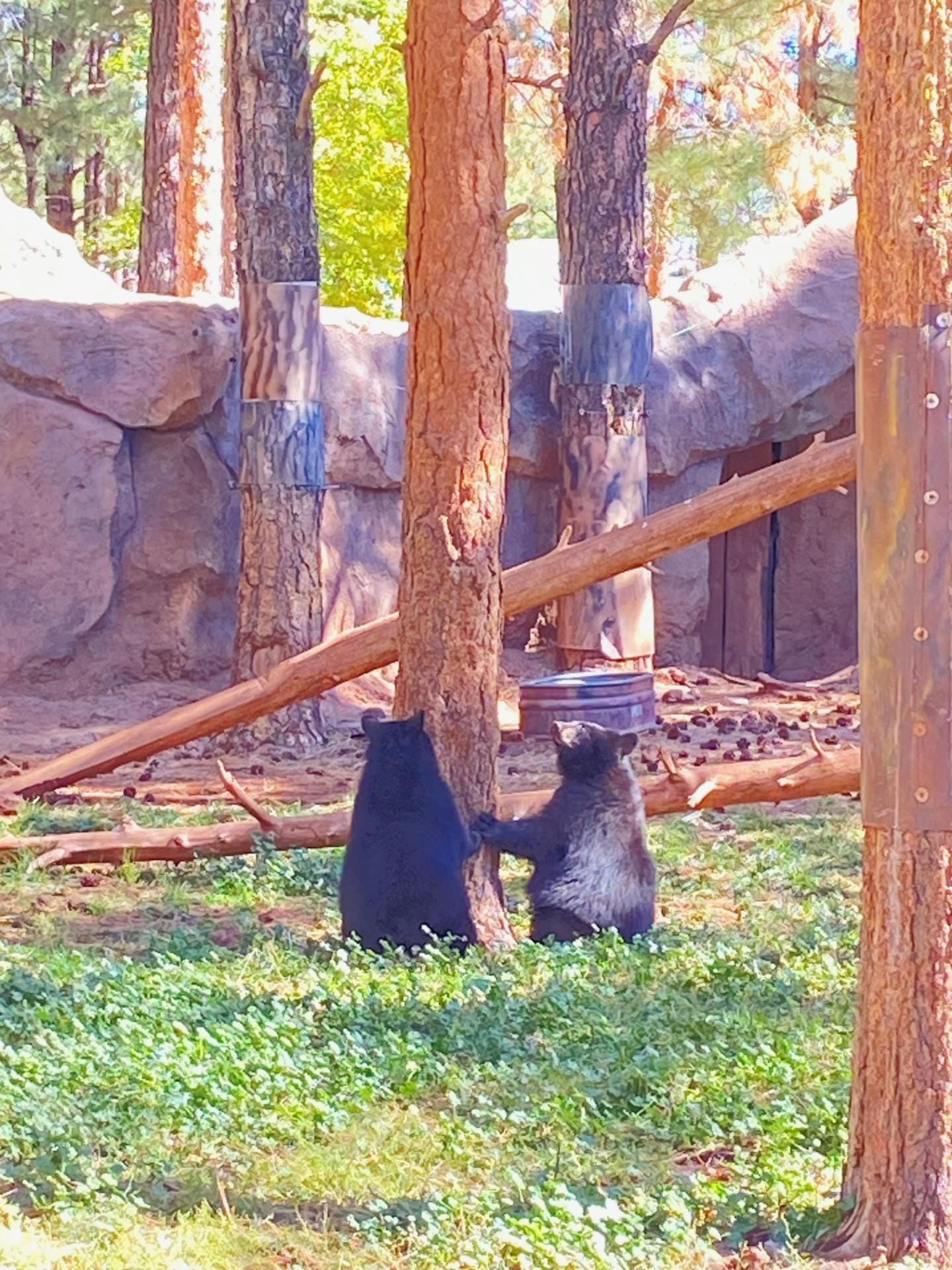 bears at bearizona