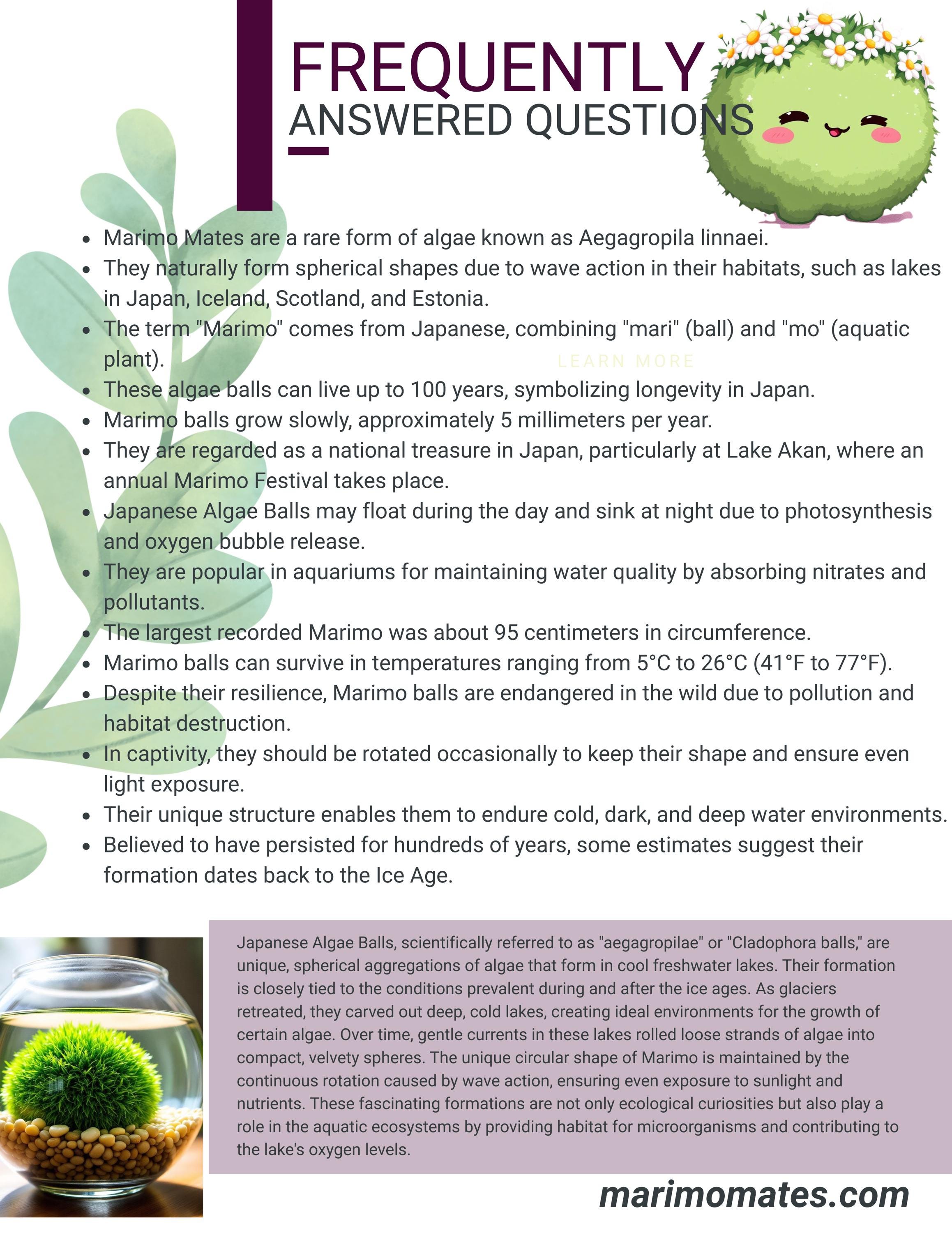 interesting facts and frequently asked questions about marimo
