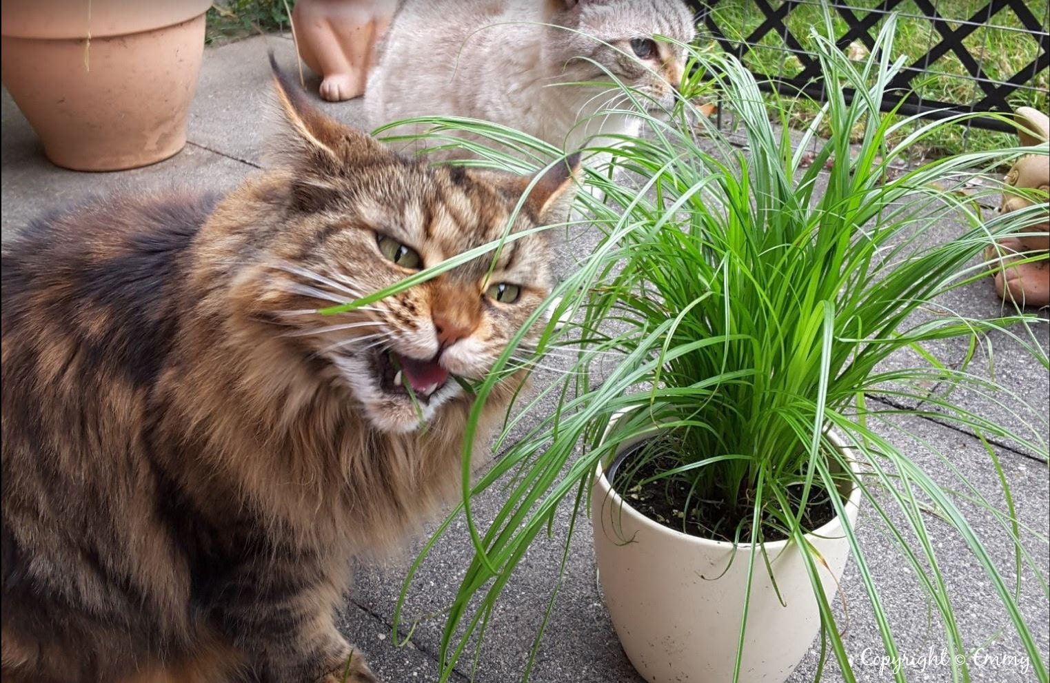 Cat grass