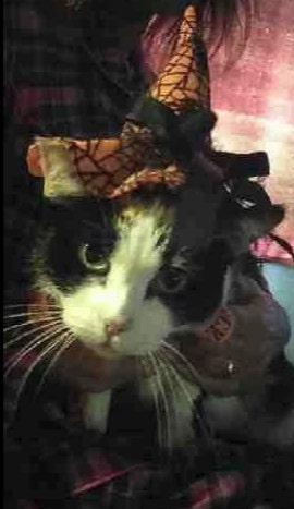 Crafts4Cats